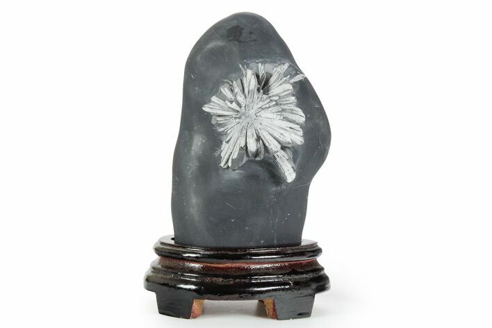 Polished Chrysanthemum Stone in Wood Base - China #352110